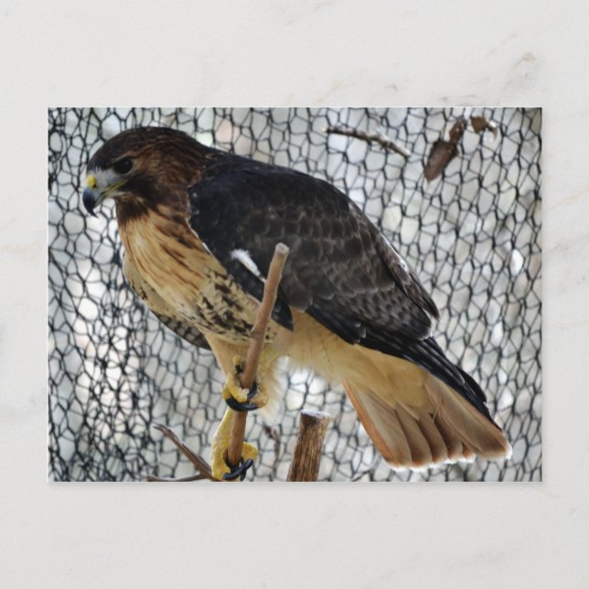 Red Tail Hawk Postcard (Front)