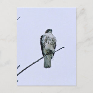 Red Tail On Branch Postcard