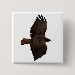 Red-tail sketch 15 cm square badge