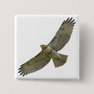 red-tail soaring Button