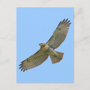 red-tail soaring Postcard