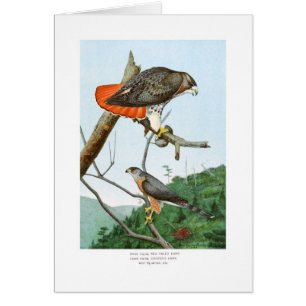Red-tailed and Cooper's Hawks