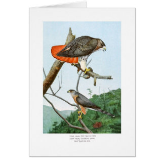 Red-tailed and Cooper's Hawks