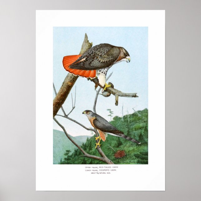 Red-tailed and Cooper's Hawks Poster (Front)