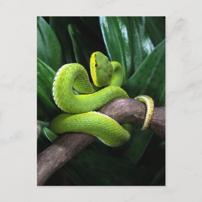 Red-tailed bamboo pitviper postcard (Front)