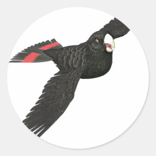 Red Tailed Black Cockatoo Classic Round Sticker