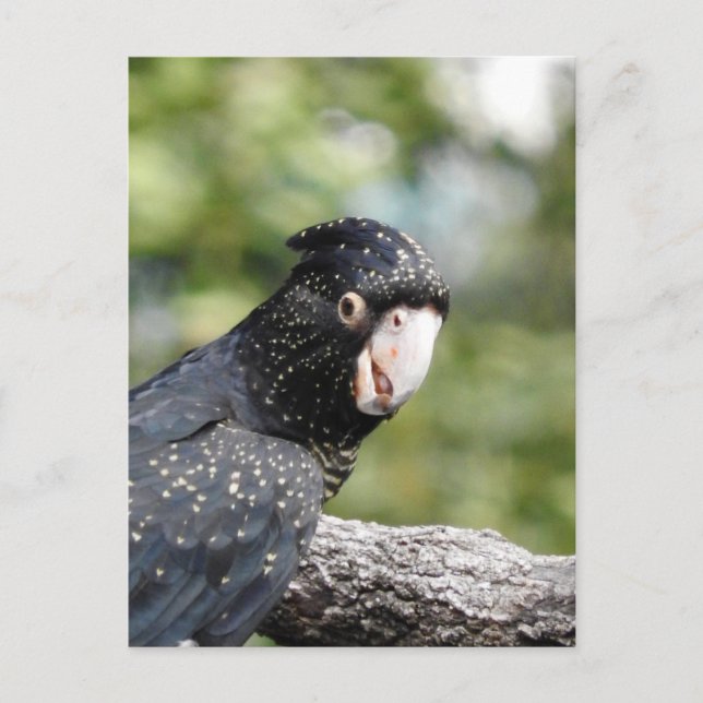Red-tailed Black Cockatoo Postcard (Front)