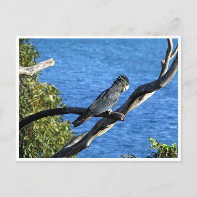 red-tailed black cockatoo postcard (Front)
