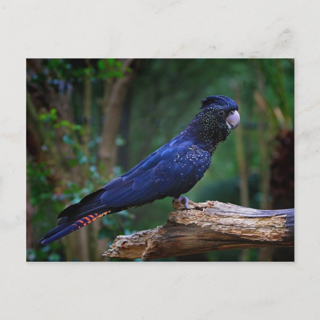 Red-tailed cockatoo bird postcard (Front)