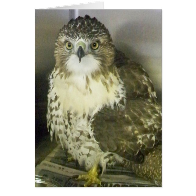 Red Tailed Hawk (Front)