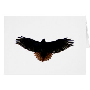 Red-tailed Hawk