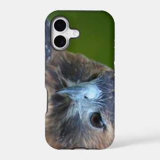 Red-tailed Hawk