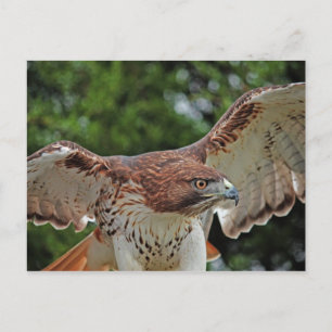 Red-Tailed Hawk 2 postcard