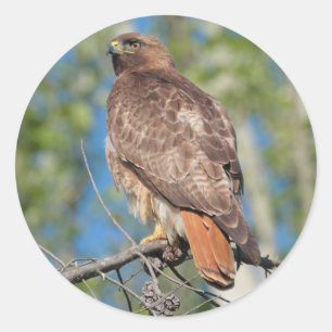 Red-tailed Hawk 3 Sticker