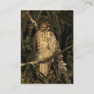 Red Tailed Hawk ATC Business Card