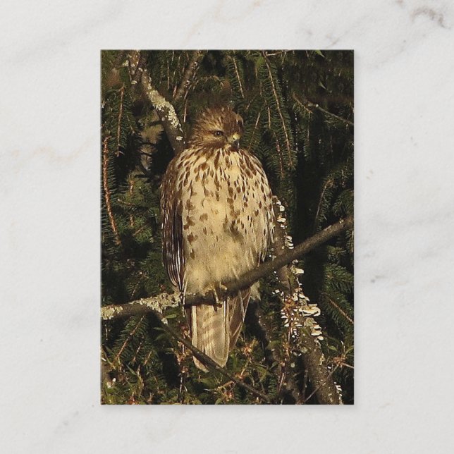 Red Tailed Hawk ATC Business Card (Front)