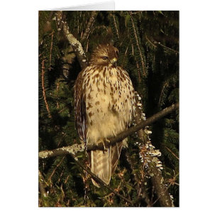 Red Tailed Hawk Blank Card