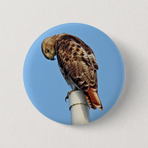 Red-Tailed Hawk Button