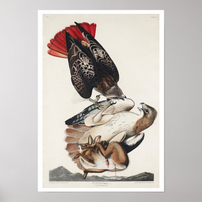 Red-tailed Hawk by Audubon Poster (Front)