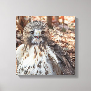 Red Tailed Hawk Canvas Print