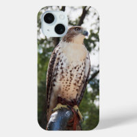 Red-Tailed Hawk