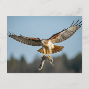 Red-tailed hawk catches squirrel postcard