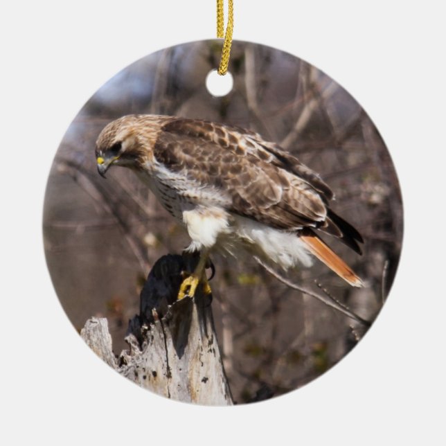 Red-tailed Hawk Ceramic Tree Decoration (Front)