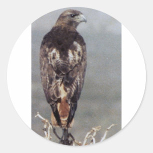 RED TAILED HAWK CLASSIC ROUND STICKER