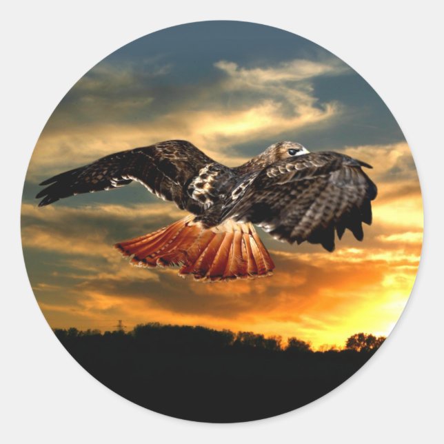 Red tailed hawk classic round sticker (Front)