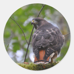 Red-Tailed Hawk Classic Round Sticker