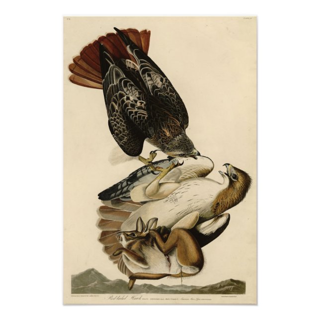 Red-tailed Hawk from Audubon's Birds of America Photo Print (Front)