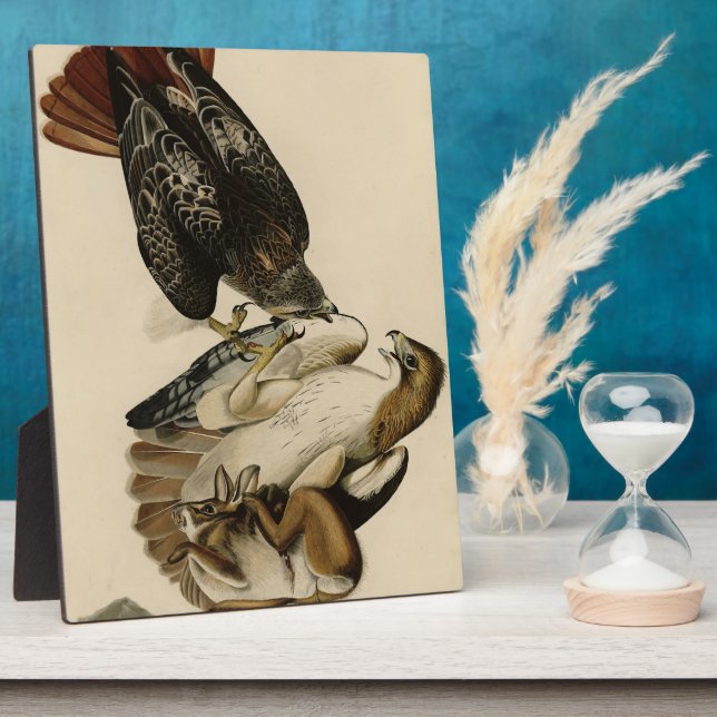 Red-tailed Hawk from Audubon's Birds of America Plaque (Side)