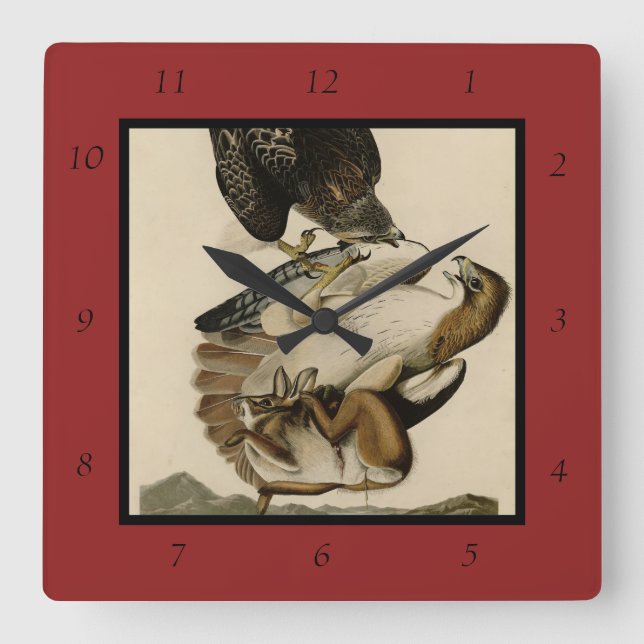 Red-tailed Hawk from Audubon's Birds of America Square Wall Clock (Front)