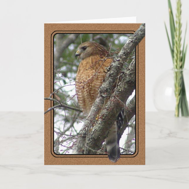 Red Tailed Hawk Greeting Card (Front)