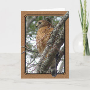 Red Tailed Hawk Greeting Card