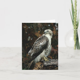 Red Tailed Hawk Greeting Card