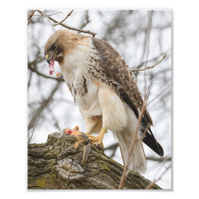 Red-tailed Hawk Hunting  Photo Print (Front)