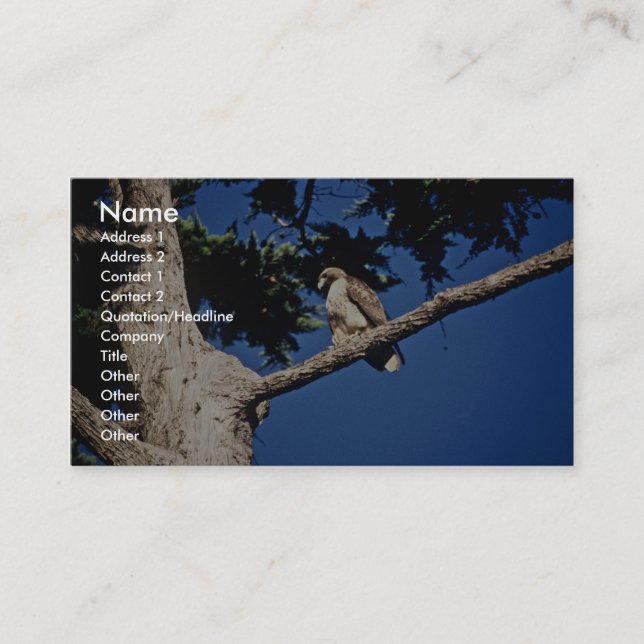 Red-tailed Hawk, immature Business Card (Front)