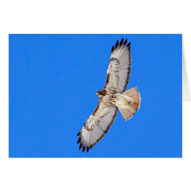 Red Tailed Hawk In Flight (Front Horizontal)