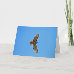Red-Tailed Hawk in Flight Card