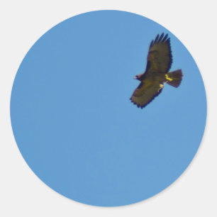 Red Tailed Hawk in Flight Classic Round Sticker