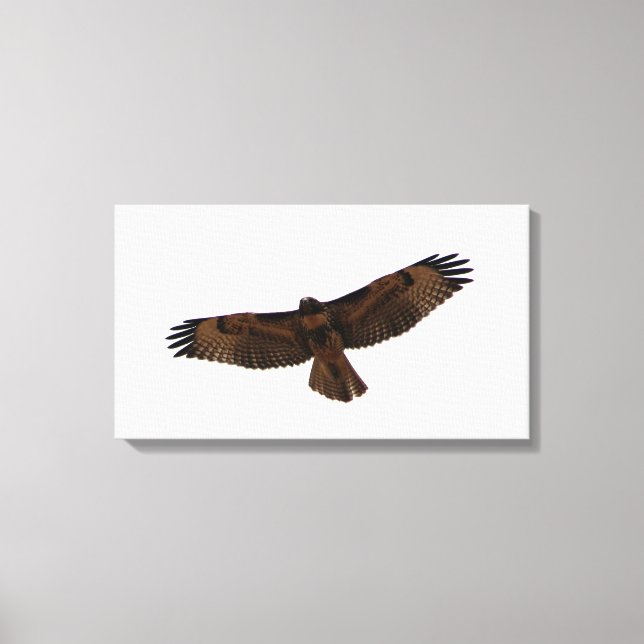 Red-tailed Hawk in flight, Humboldt County, CA Canvas Print (Front)