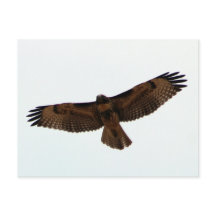 Red-tailed Hawk in flight, Humboldt County, CA