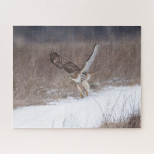 Red-tailed hawk in flight jigsaw puzzle