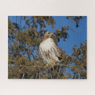 Red-tailed hawk in flight jigsaw puzzle