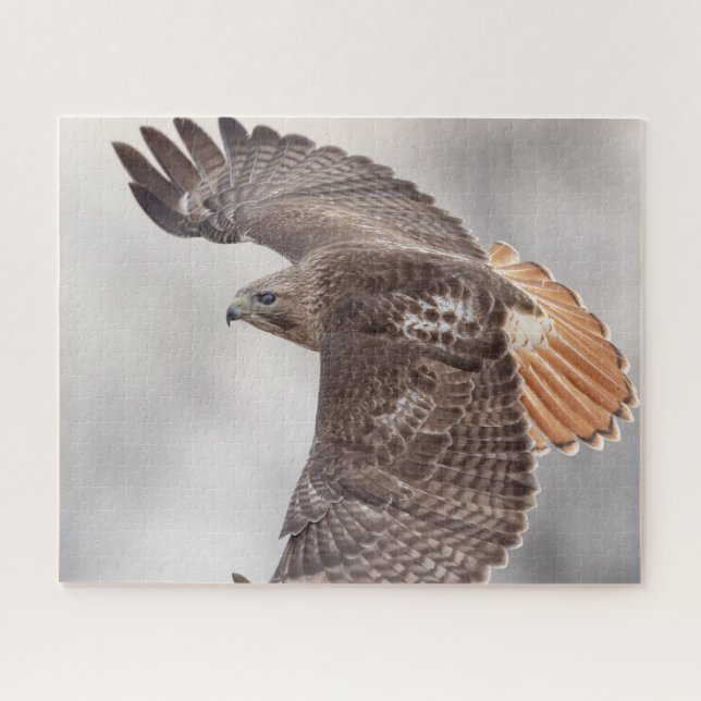 Red-tailed hawk in flight jigsaw puzzle (Horizontal)