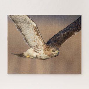 Red-tailed hawk in flight jigsaw puzzle