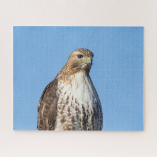 Red-tailed hawk in flight jigsaw puzzle