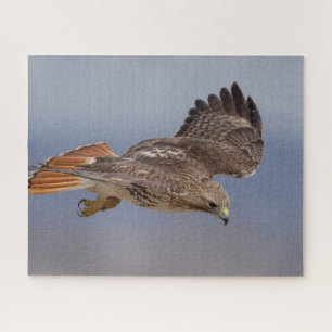 Red-tailed hawk in flight jigsaw puzzle