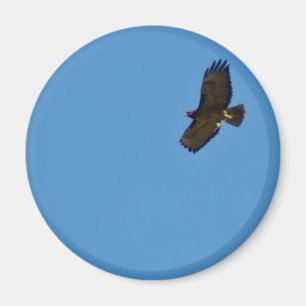 Red Tailed Hawk in Flight Magnet